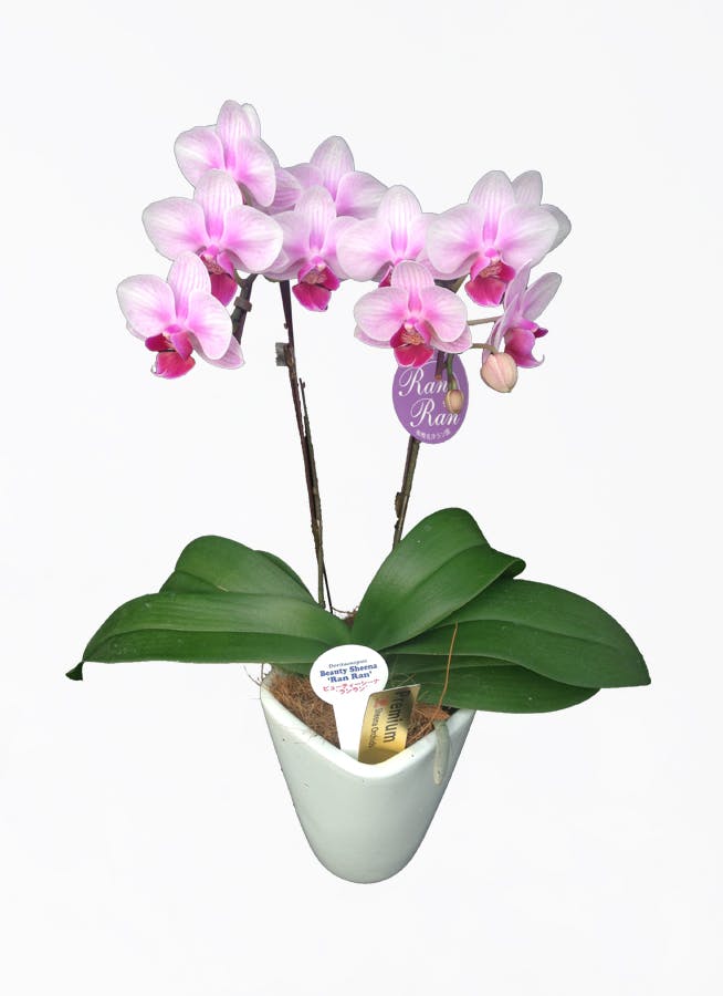 ミニ胡蝶蘭 ピンク 2本立ち 花びら小ぶり テーブルタイプ | 胡蝶蘭なら