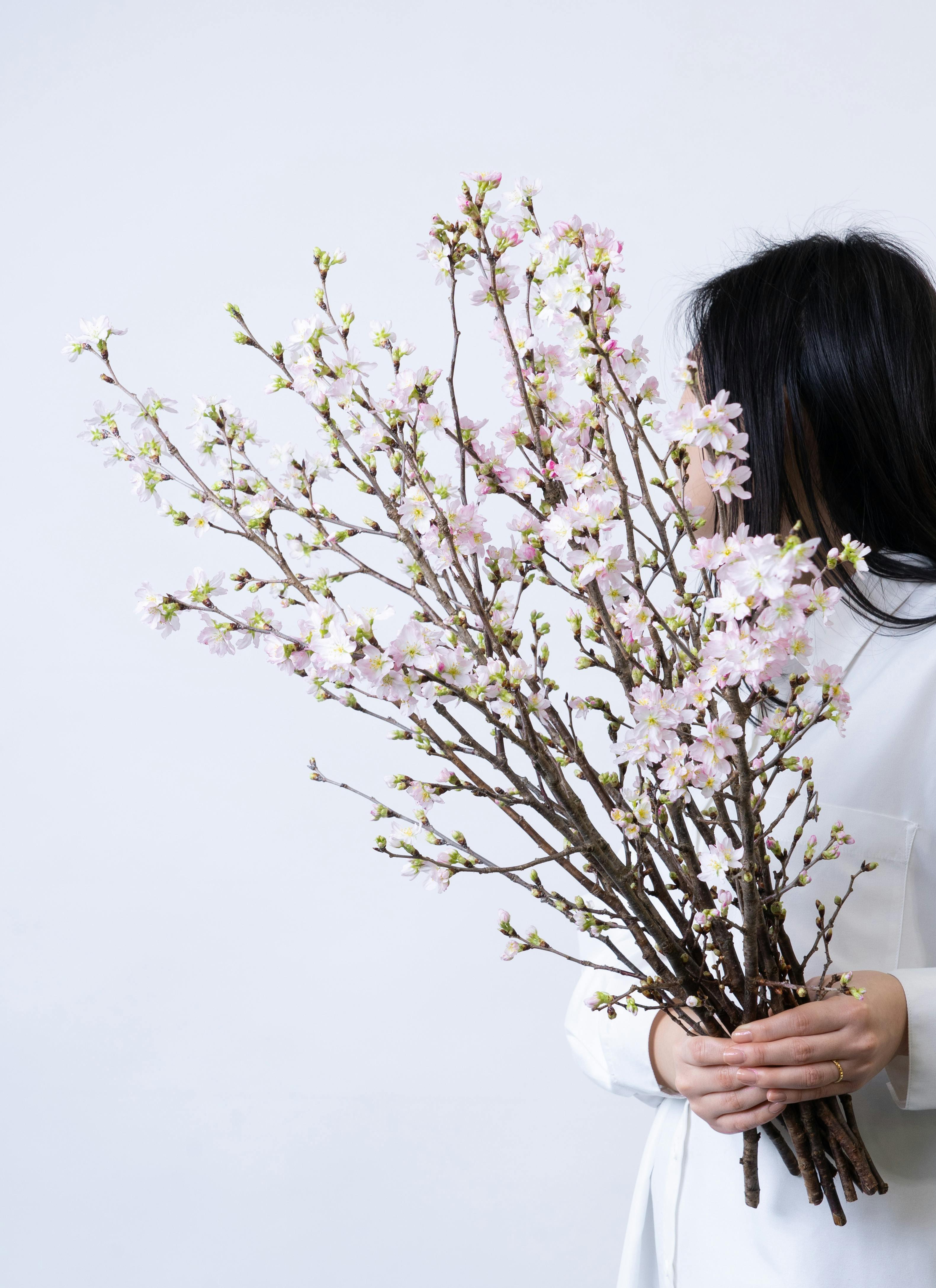 産地直送 サンファームしらたかの啓翁桜 |