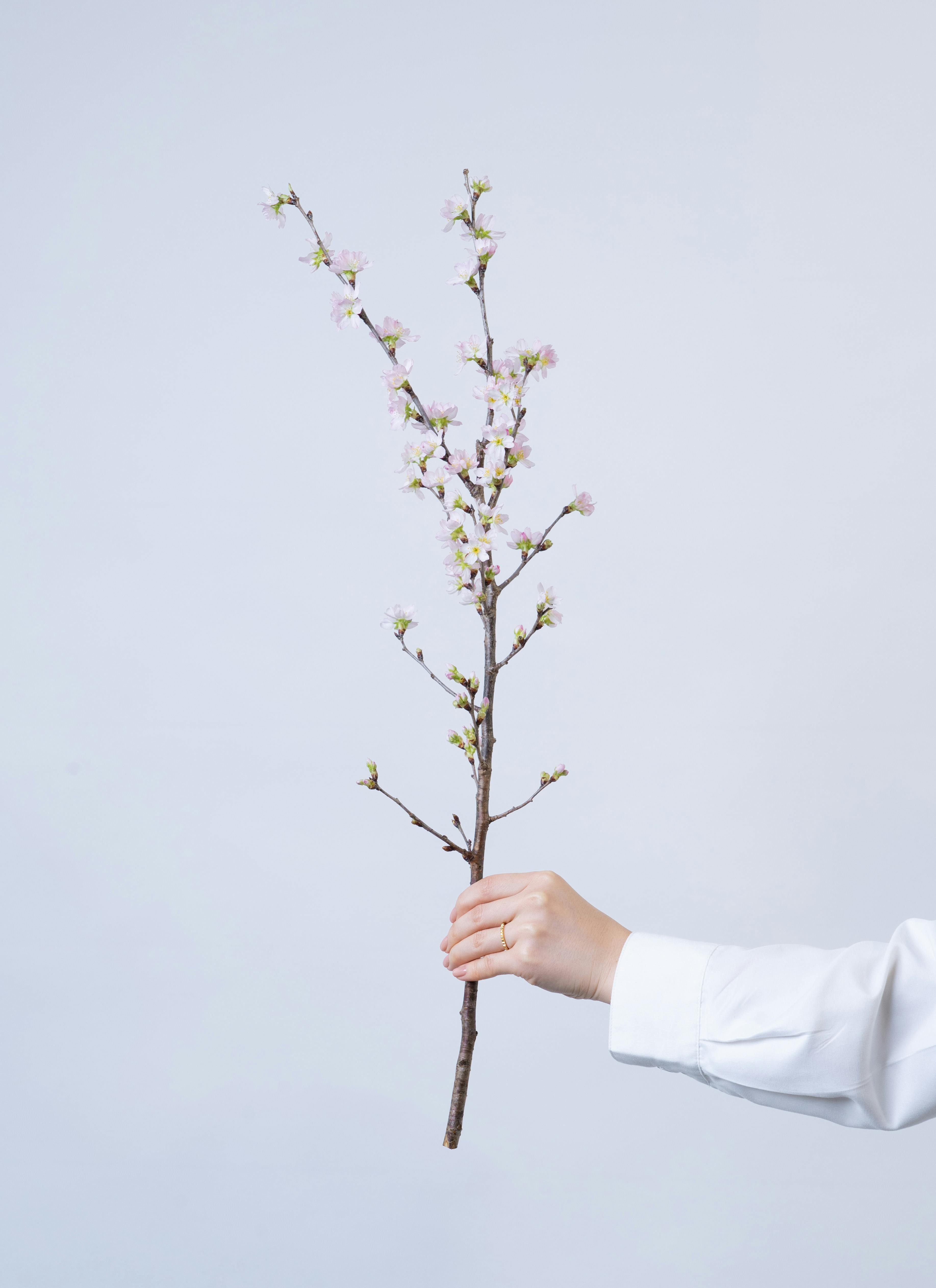 産地直送 啓翁桜 Sサイズ／山形 サンファームしらたかからお届け