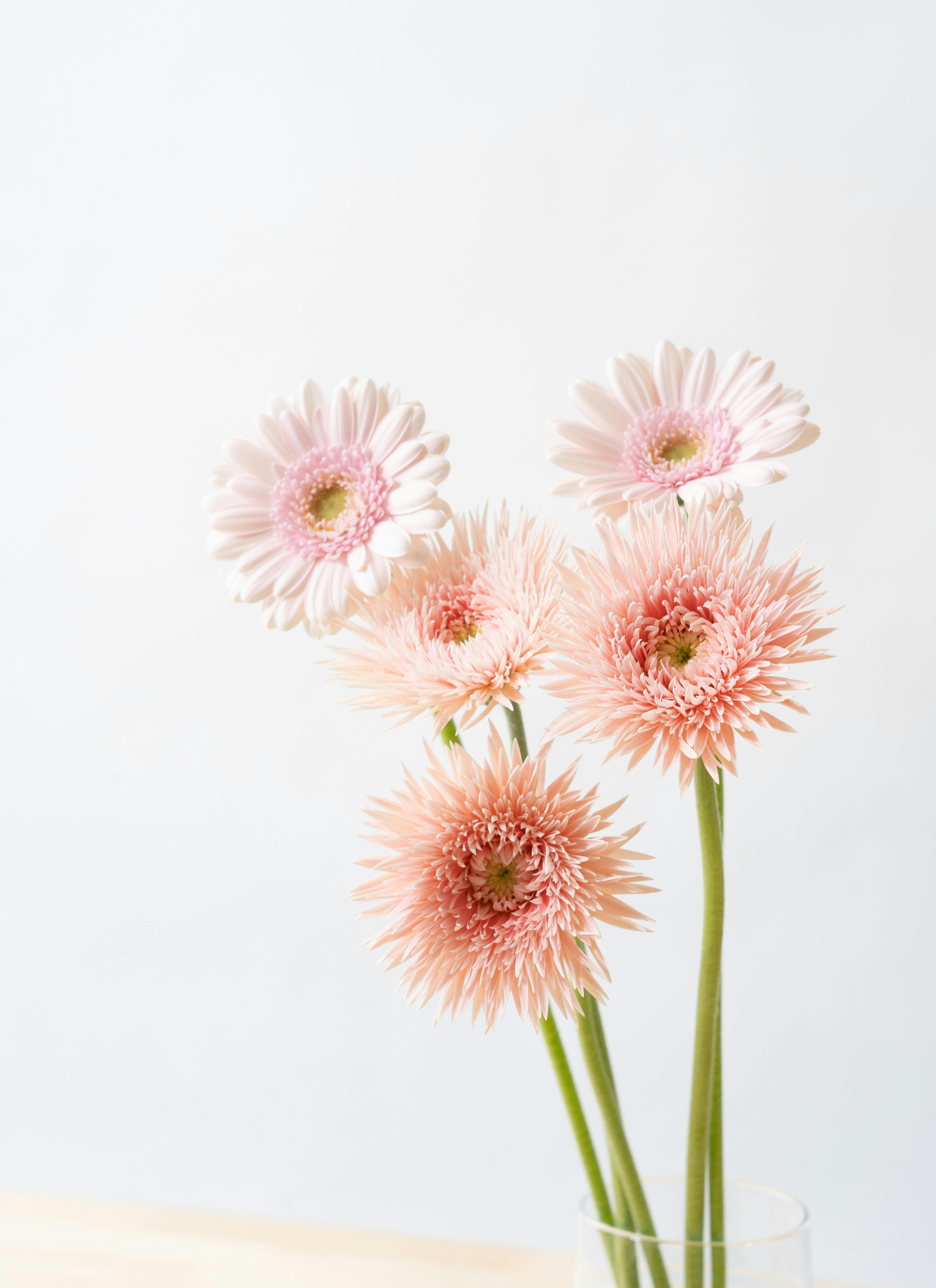 産地直送 ガーベラ ピンク 5本花束／静岡 松下園芸からお届け | 花束 