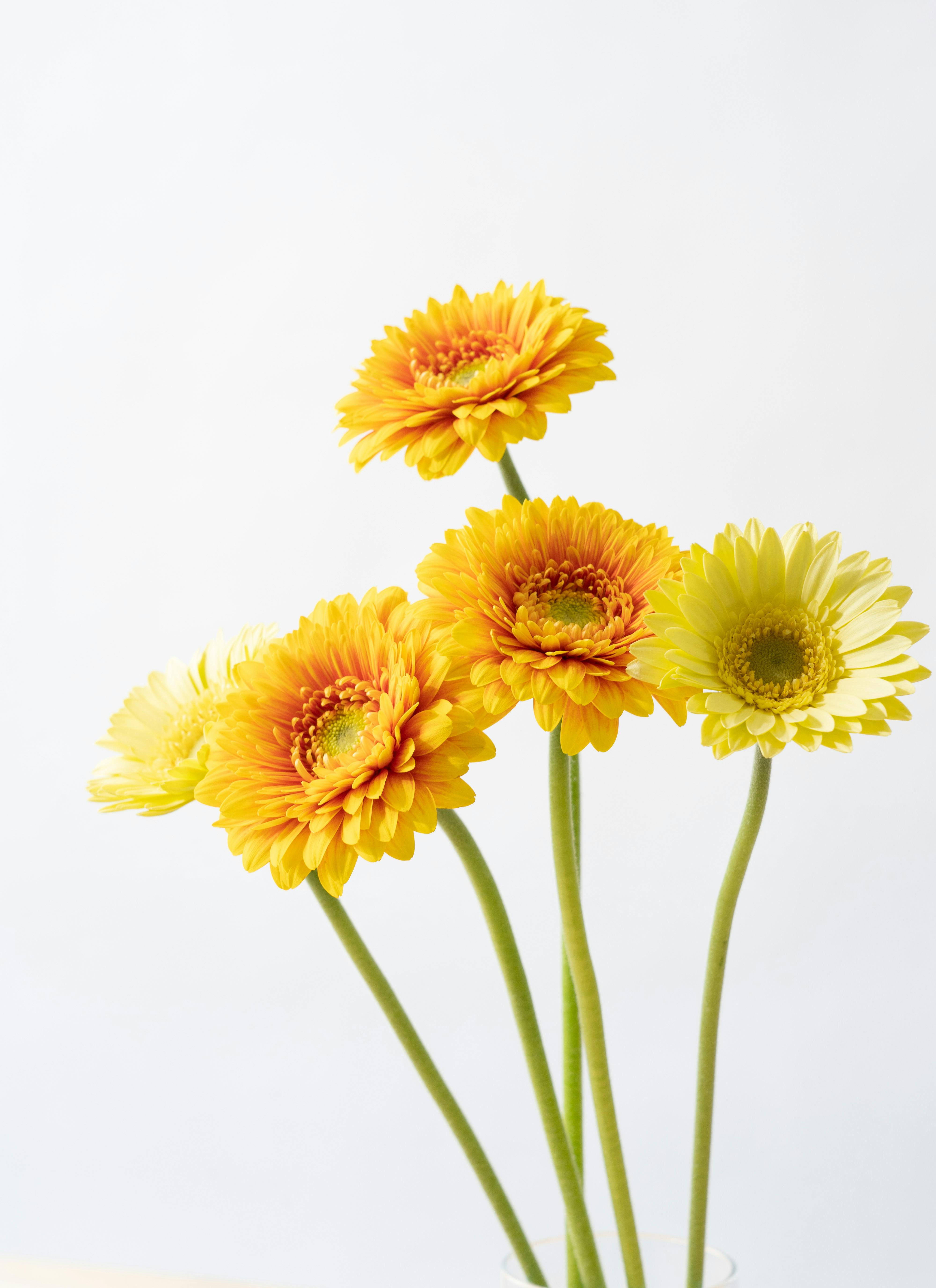2点購入 布花、黄色のビロードばら12本.添え小花5本 八重クチナシ2