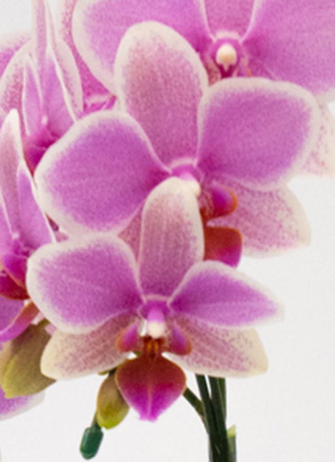 ミディ胡蝶蘭 ピンク ハワイアンマーメイド 2本立ち和鉢かぐや | 胡蝶