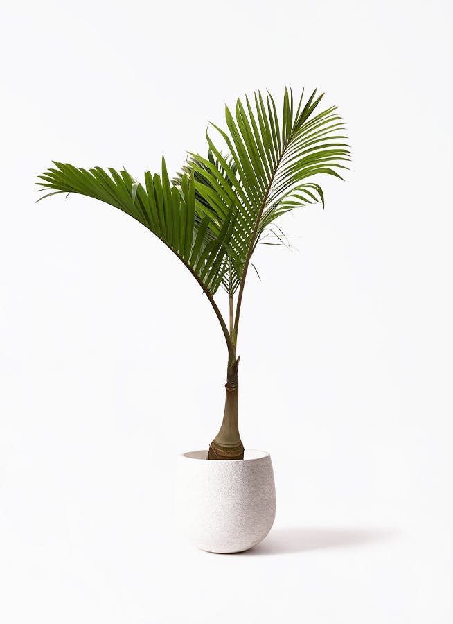 トックリヤシ ノーマル | 観葉植物通販HitoHana(ひとはな)