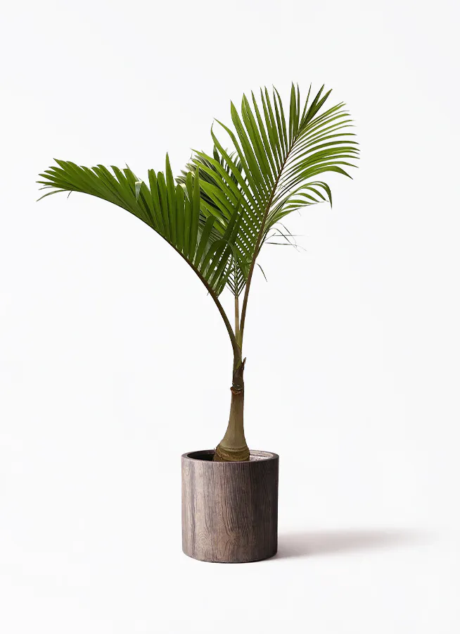 トックリヤシ ノーマル | 観葉植物通販HitoHana(ひとはな)