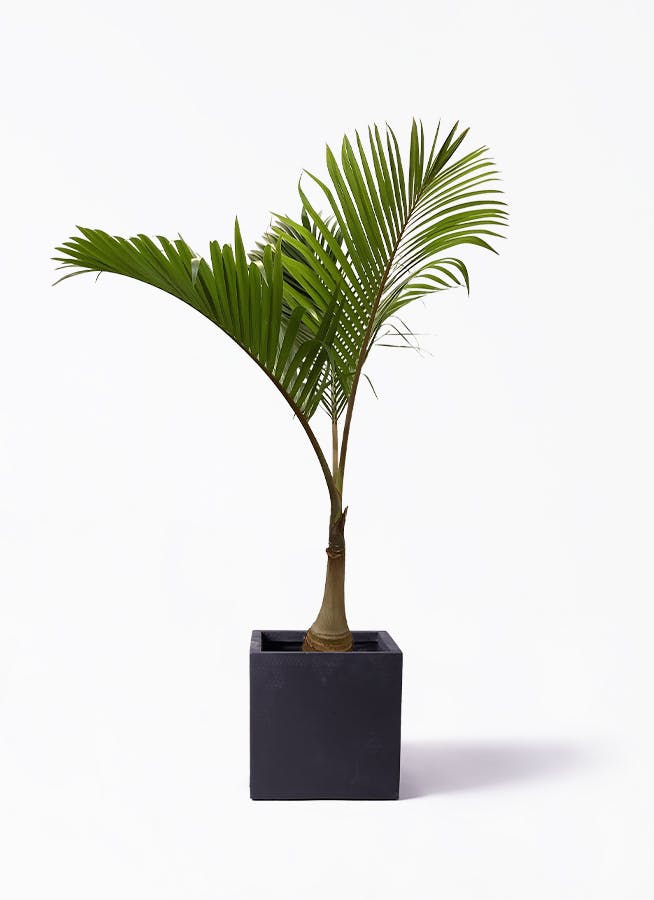 トックリヤシ ノーマル | 観葉植物通販HitoHana(ひとはな)