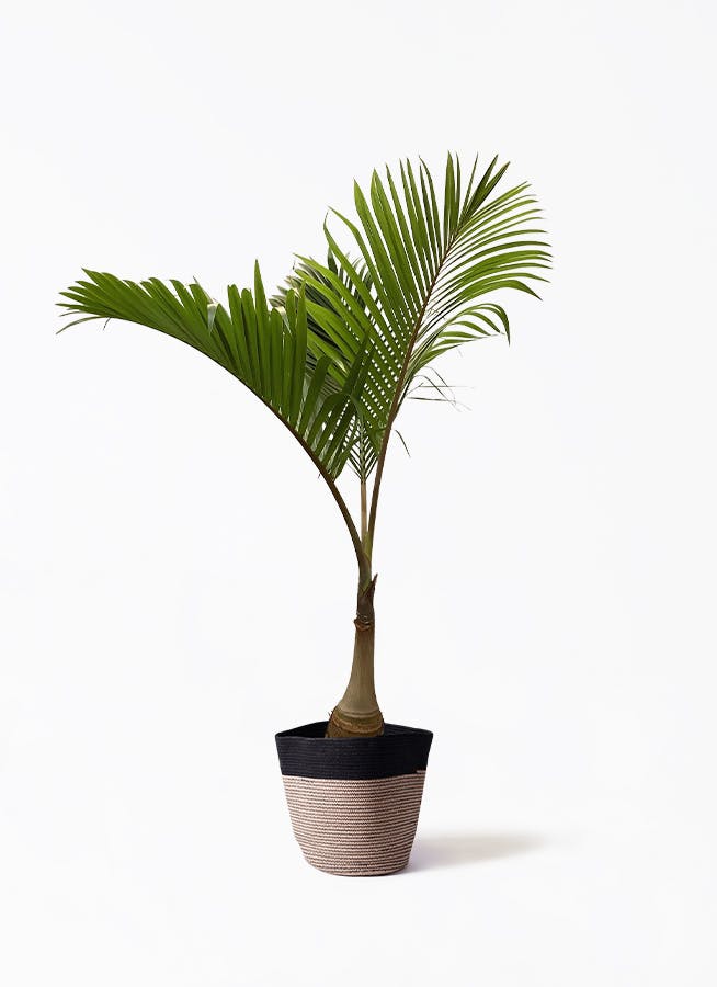 観葉植物 トックリヤシ 10号 リブバスケットNatural and Black