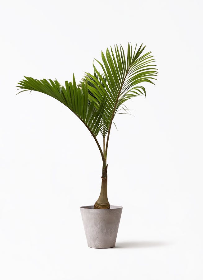 トックリヤシ。観葉植物。鉢ごと無料で発送致します。 観葉植物 トックリヤシ 10号 アートストーン ラウンド グレー 付き