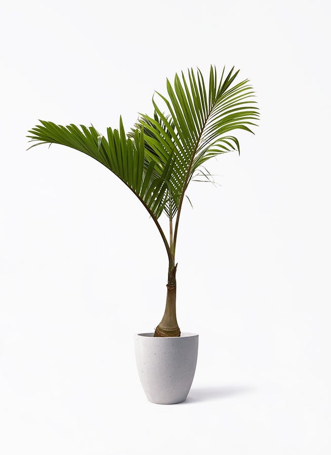 【現品】トックリヤシ　椰子　7号　Ⅰ トックリヤシ 7号鉢植え の通販 | 園芸ネット