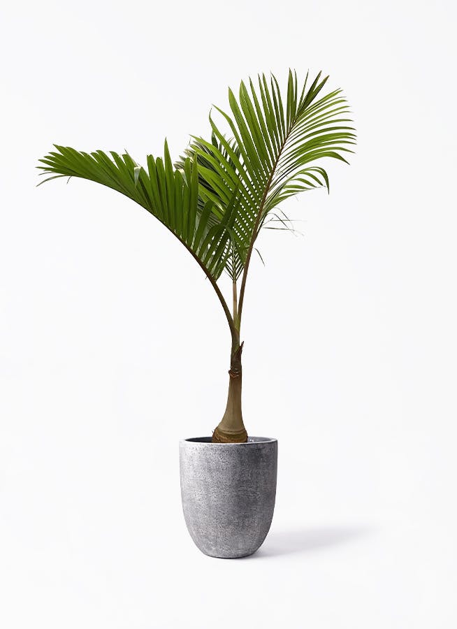 【良好】トックリヤシ 販売 トックリヤシ 6号 - 植物と暮らす m-plant