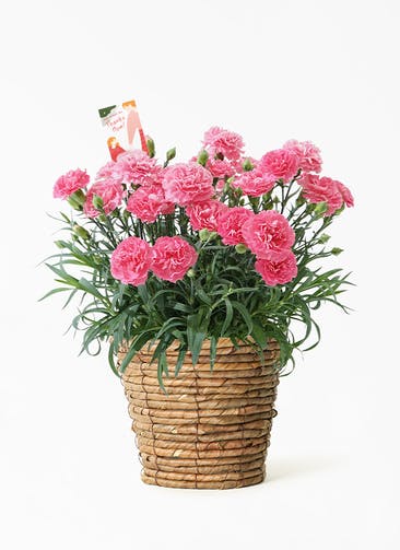 【母の日】鉢花 カーネーション クレア ピンク バナナリーフバスケット付き
