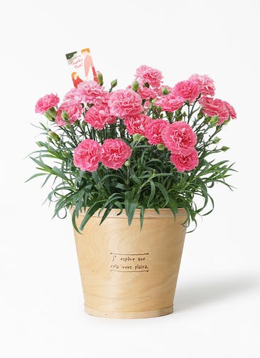 【母の日】鉢花 カーネーション クレア ピンク ウッドポット付き