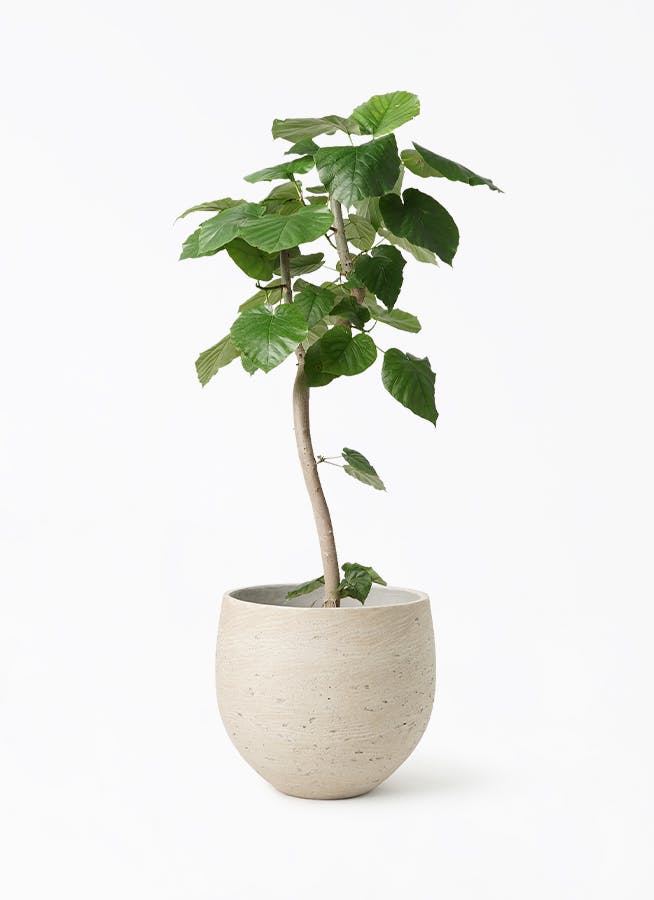 フィカス ウンベラータ 曲がり | 観葉植物通販 HitoHana（ひとはな）