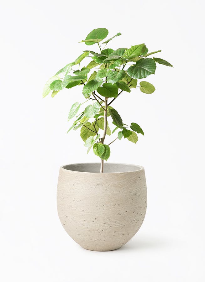 フィカス ウンベラータ | 観葉植物通販 HitoHana