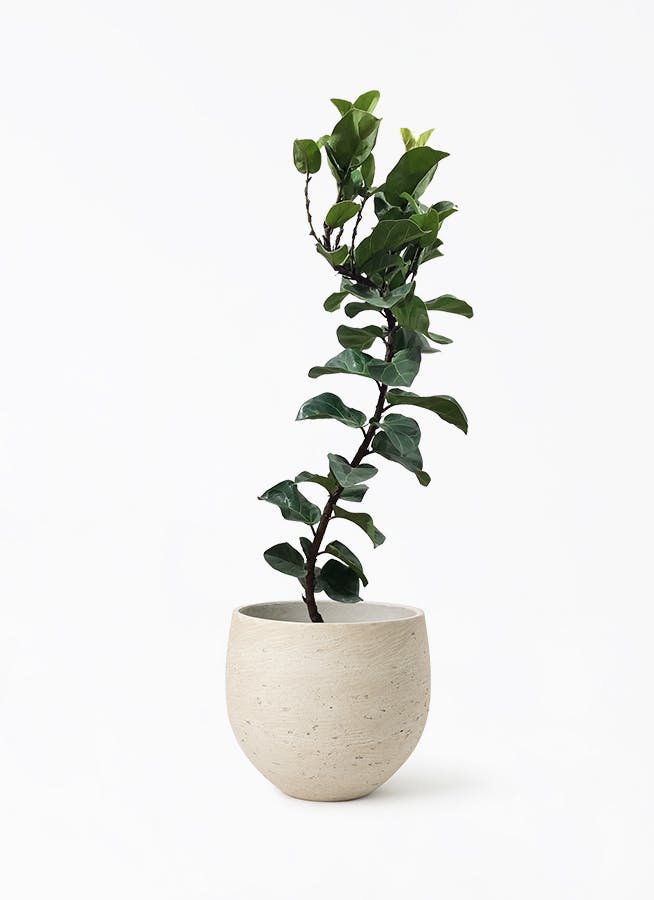 カシワバゴムの木 バンビーノ | 観葉植物通販HitoHana(ひとはな)