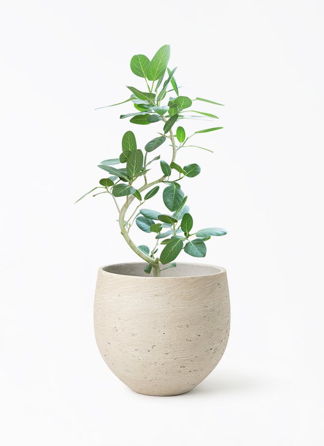 フィカス ベンガレンシス | 観葉植物の通販ならHitoHana