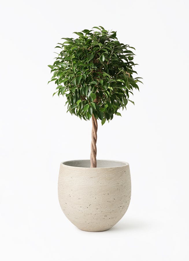 ベンジャミン 大型 | 観葉植物通販HitoHana(ひとはな)