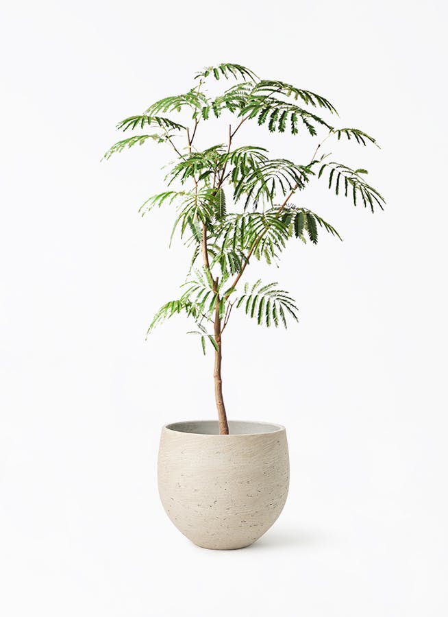 エバーフレッシュ 8号 | 観葉植物 | インテリアやギフトに