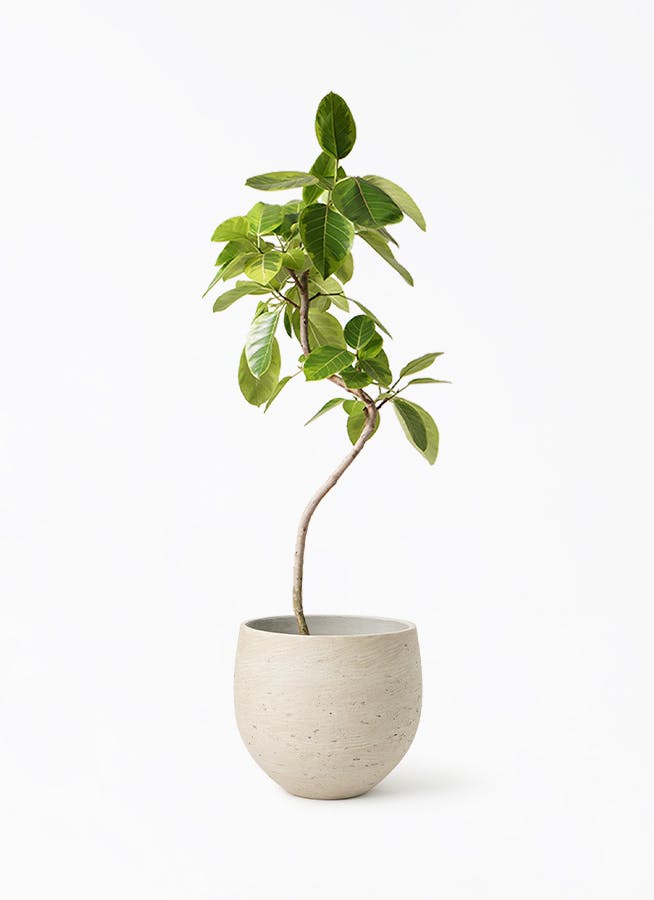 フィカス アルテシーマ 8号 | 観葉植物通販HitoHana(ひとはな)