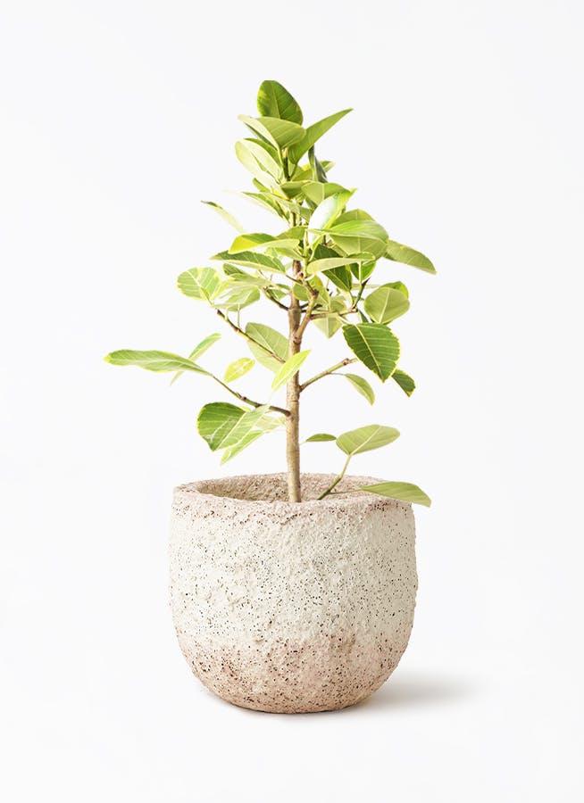 希少品種コルジリネ サンゴ 陶器の鉢カバー付き - 植物/観葉植物