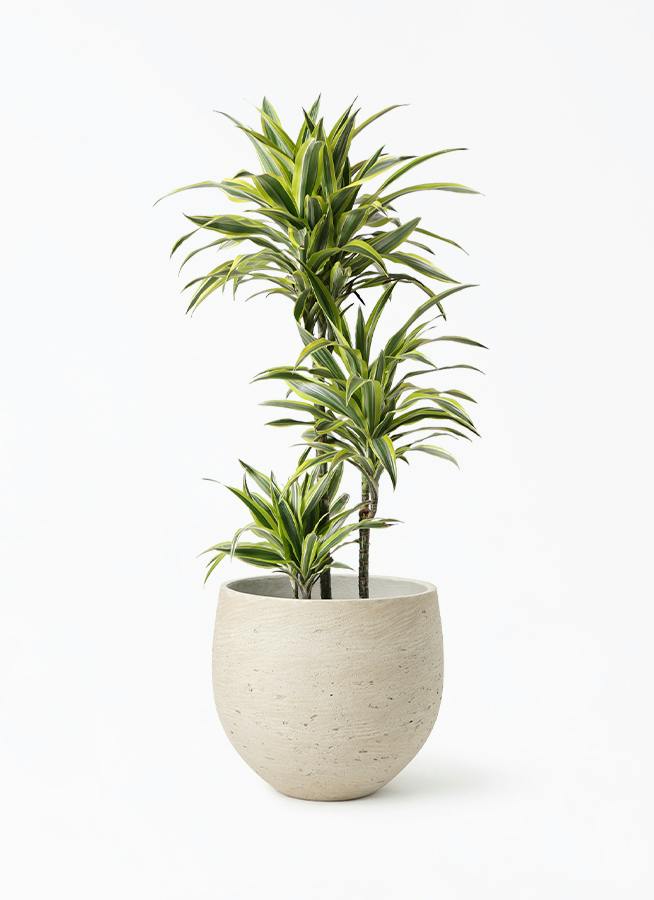 ドラセナ ワーネッキーレモンライム 8号 ボリューム株 美品 2 ドラセナ ワーネッキー レモンライム 8号 | 観葉植物 | インテリアや