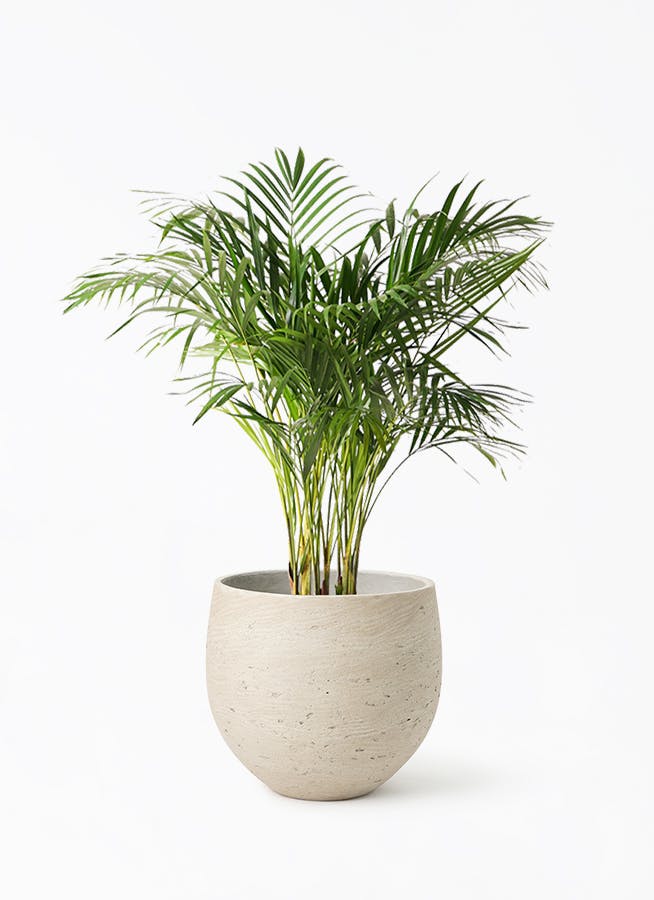 アレカヤシ 8号 | 観葉植物 | インテリアやギフトに - Hitohana（ひと
