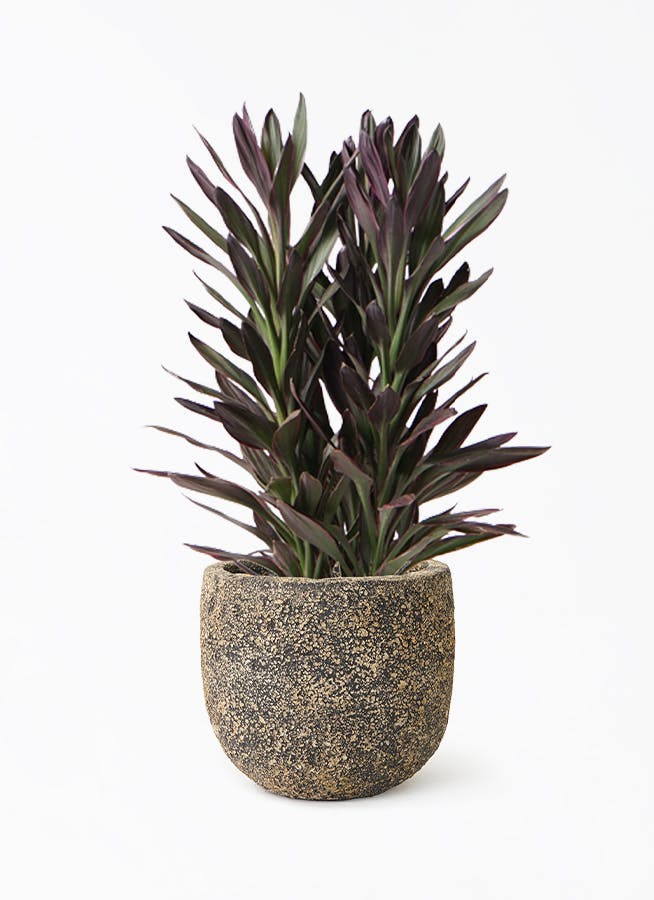 コルディリネ (コルジリネ) サンゴ | 観葉植物通販HitoHana(ひとはな)