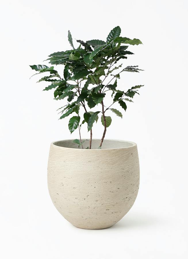 コーヒーの木 8号 | 観葉植物 | 送料無料でお届け - Hitohana（ひとはな）