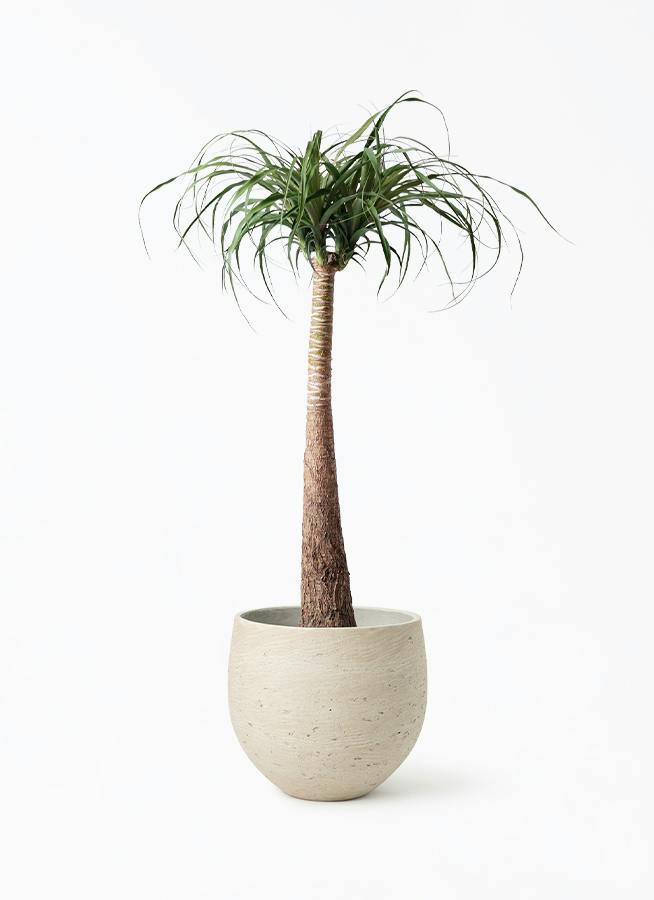 トックリラン 8号 | 観葉植物通販HitoHana(ひとはな)