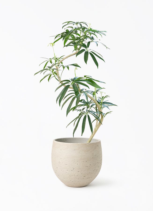 シェフレラ アンガスティフォリア | 観葉植物通販 HitoHana（ひとはな）