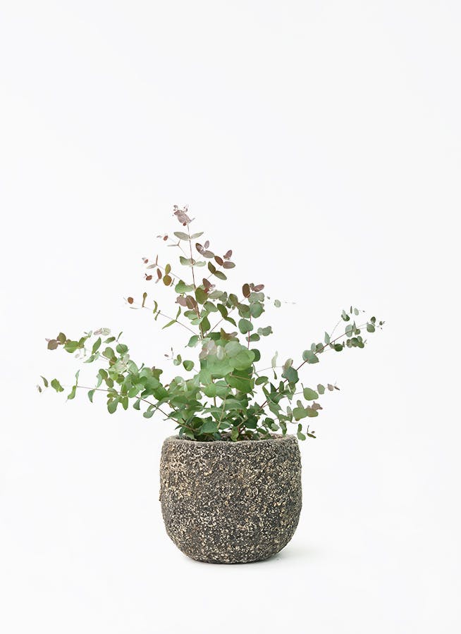 ユーカリ グニー | 観葉植物 | インテリアやギフトに - Hitohana（ひと