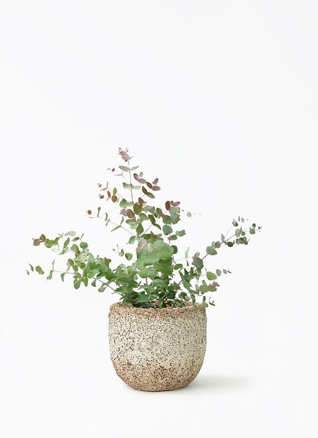 ユーカリ グニー | 観葉植物 | インテリアやギフトに - Hitohana（ひと