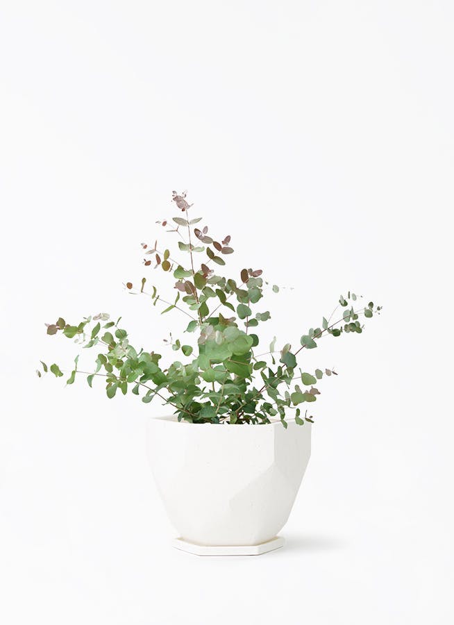 ユーカリ グニー | 観葉植物 | インテリアやギフトに - Hitohana（ひと