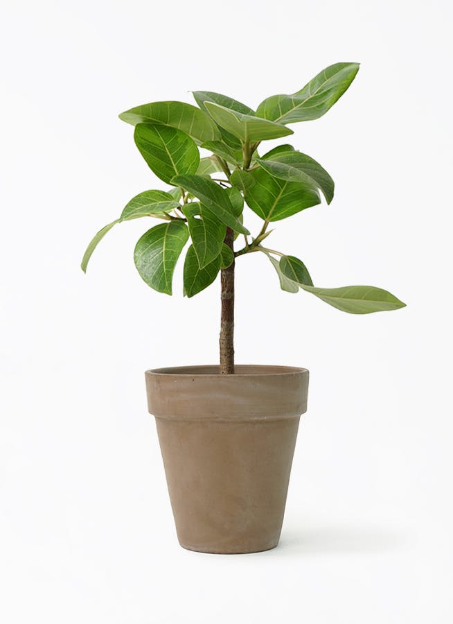 フィカス アルテシーマ 6号 | 観葉植物 | インテリアやギフトに