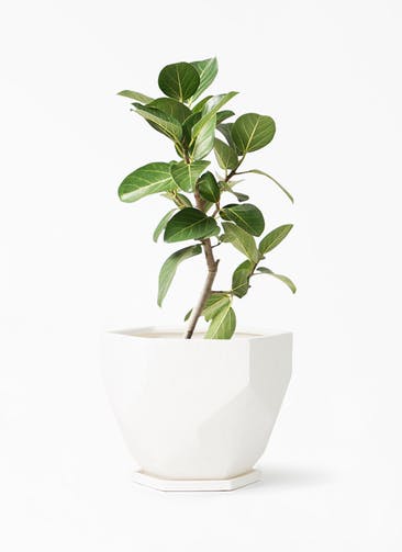 観葉植物 フィカス ベンガレンシス 6号 ストレート Ceramic(セラミック) Ceramic Pot (セラミック)  付き