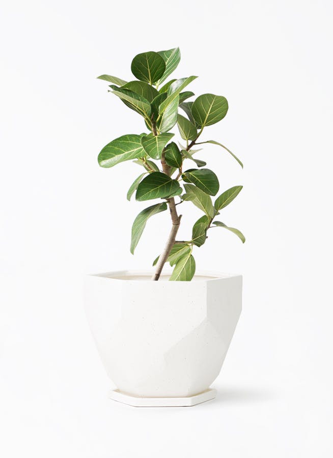 フィカス　ベンガレンシス　6 フィカス・ベンガレンシス 6号の通販 | 観葉植物通販AONOKI