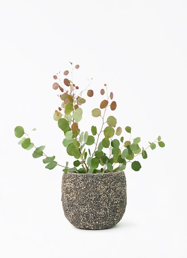 観葉植物 ユーカリ 6号 ポポラス（ポリアンセモス） Coral Pot