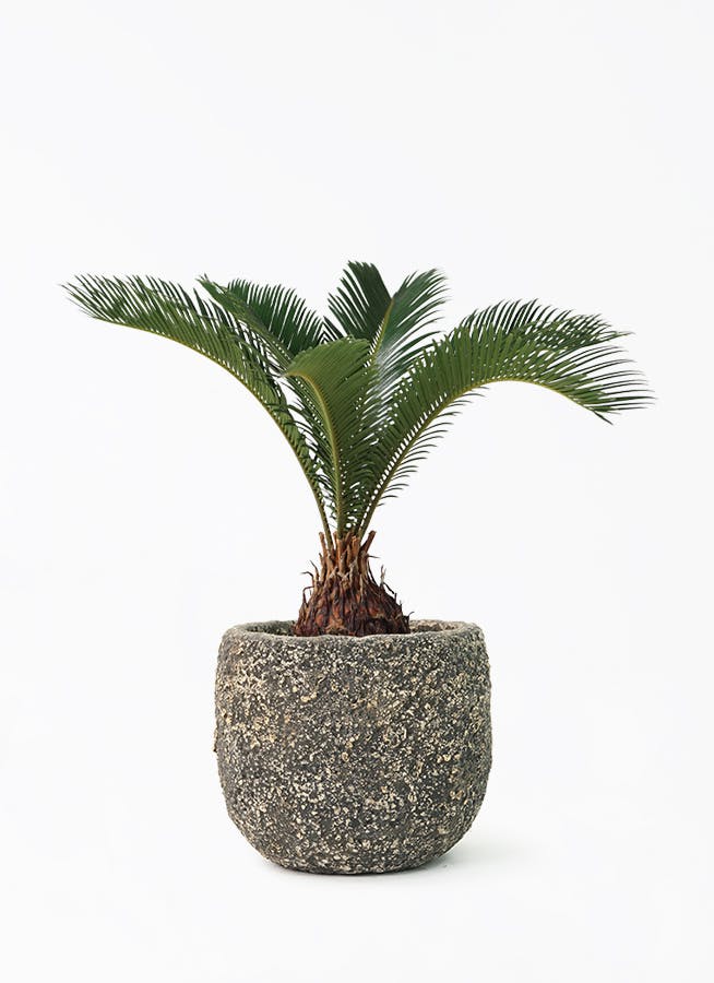 ソテツ 6号 | 観葉植物 | インテリアやギフトに - Hitohana（ひとはな）