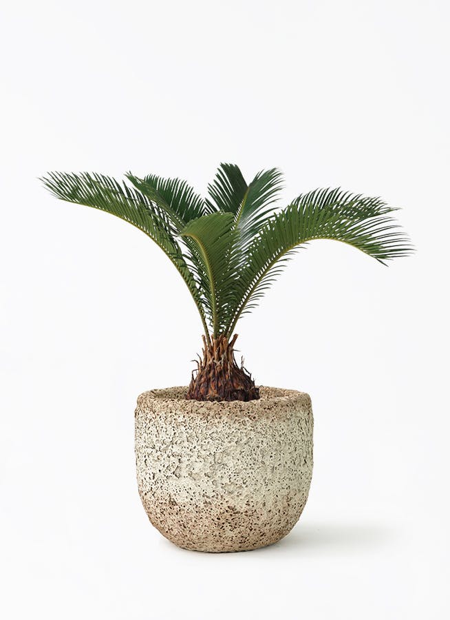 蘇轍そてつ巨大！立派！13号相当ポット付き！