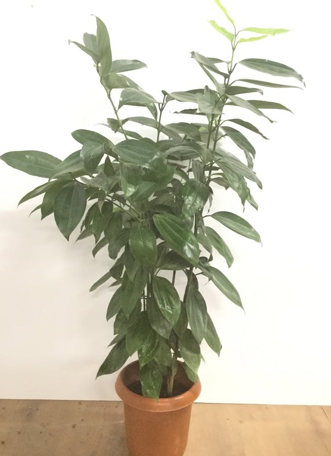 正規店仕入れの おしゃれ 観葉植物 シナモンの木 プラポット Web限定 R4urealtygroup Com