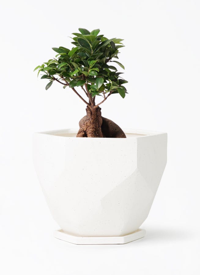 観葉植物 ガジュマル 6号 股仕立て Ceramic(セラミック) Ceramic Pot