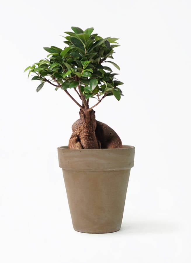 ガジュマル 股仕立て | 観葉植物通販 HitoHana（ひとはな）
