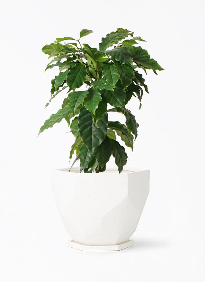 大型】コーヒーの木・8号鉢9/6画像追加約110cm コーヒーの木