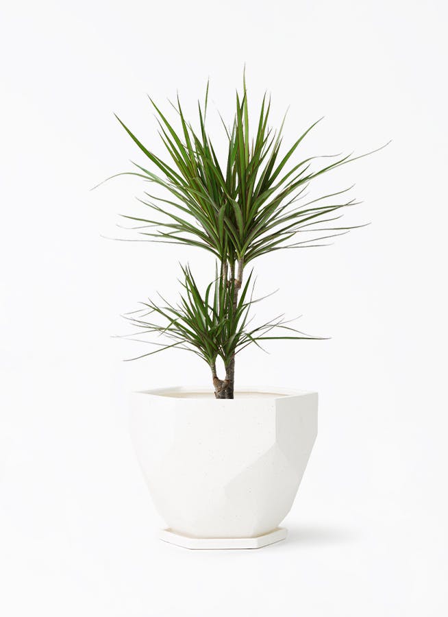 観葉植物 ドラセナ コンシンネ 6号 Ceramic Pot (セラミック) 付き