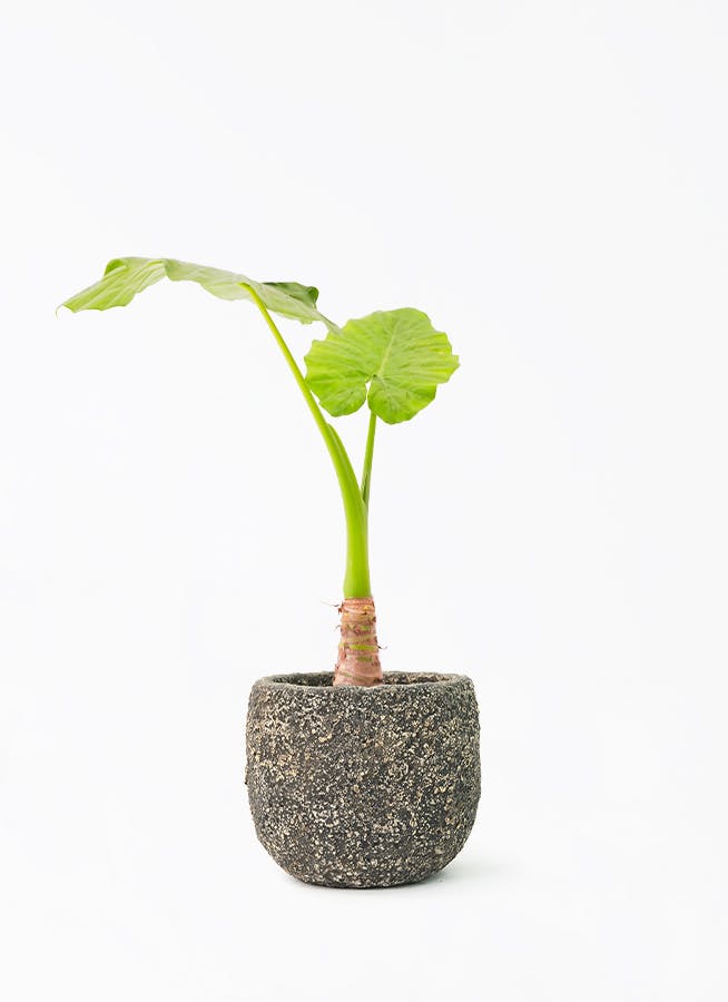 アロカシア6種　バラ売り不可 葉っぱが個性的なアロカシア入荷です。 | ブログ | 観葉植物の