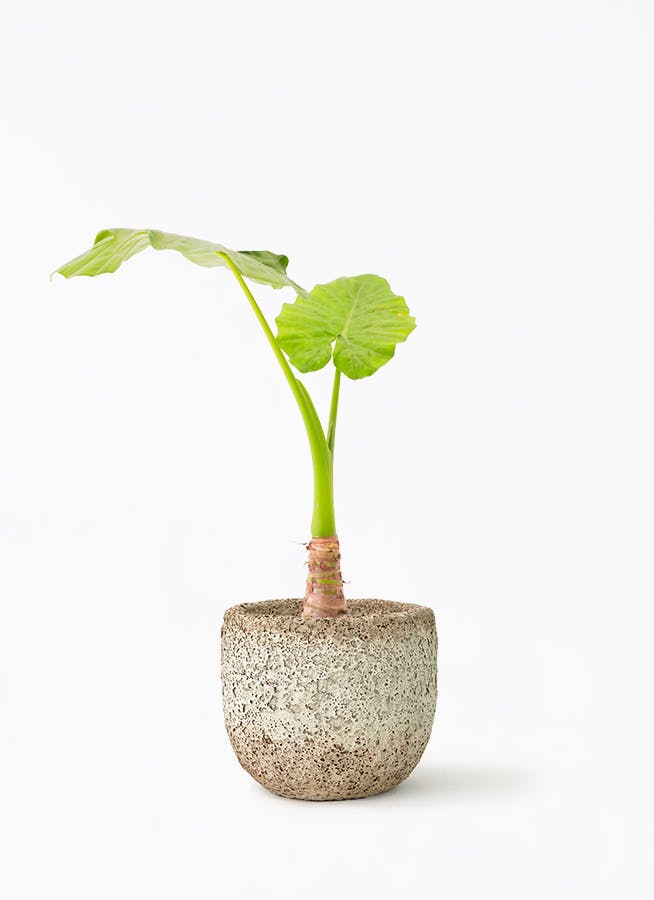 アロカシア6種　バラ売り不可 アロカシア 6号 | 観葉植物の通販ならHitoHana（ひとはな）