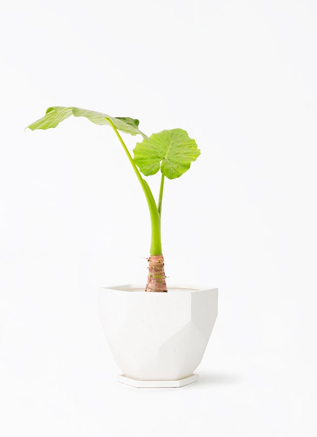 葉っぱが個性的なアロカシア入荷です。 | ブログ | 観葉植物の