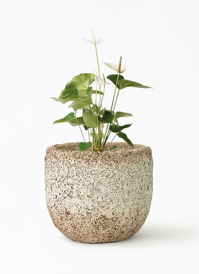 アンスリウム 6号 | 観葉植物 | 送料無料でお届け - Hitohana（ひとはな）