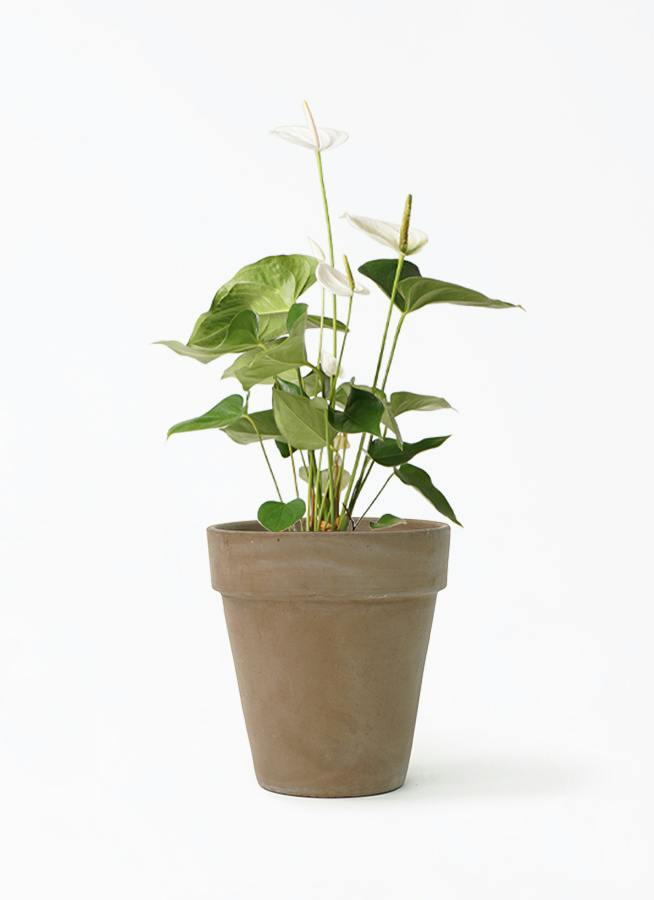 アンスリウム 6号 | 観葉植物 | 送料無料でお届け - Hitohana（ひとはな）