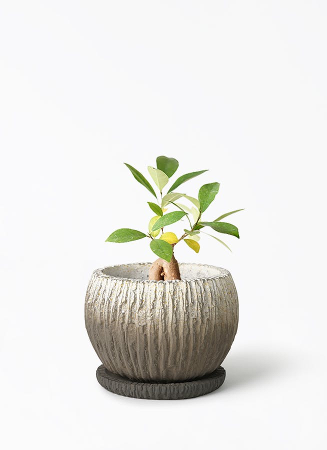 観葉植物 ポトス 3号 ノーマル Cement Pot (セメントポット) 付き