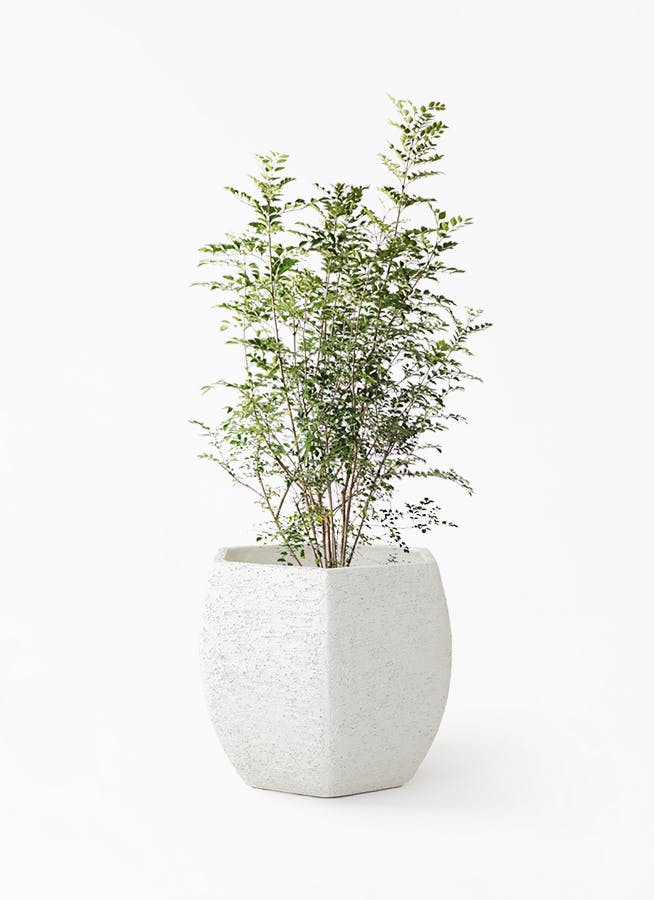 シマトネリコ 8号 | 観葉植物 | 送料無料でお届け - Hitohana